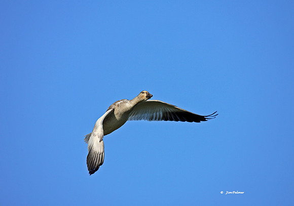 Snow Goose