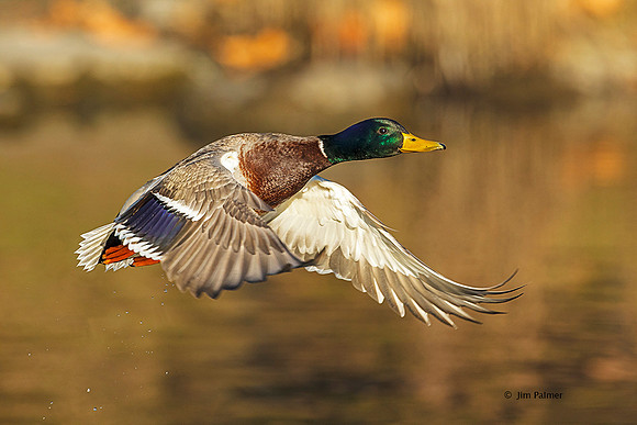 Mallard Drake