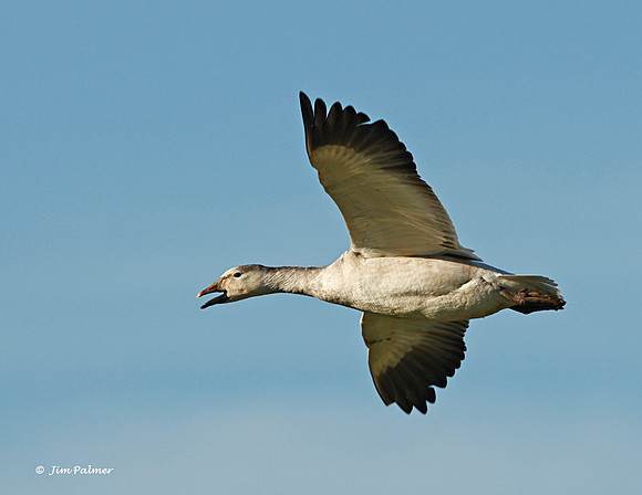 Snow Goose