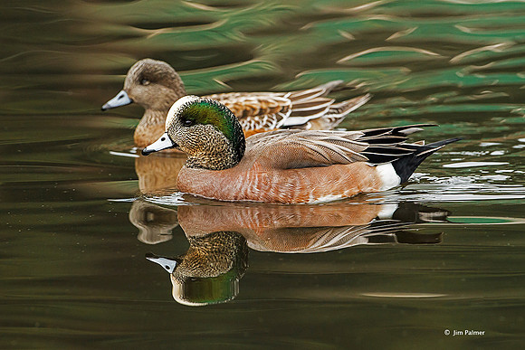 American Wigeon   Drake and Female