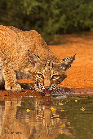 Bobcat #2