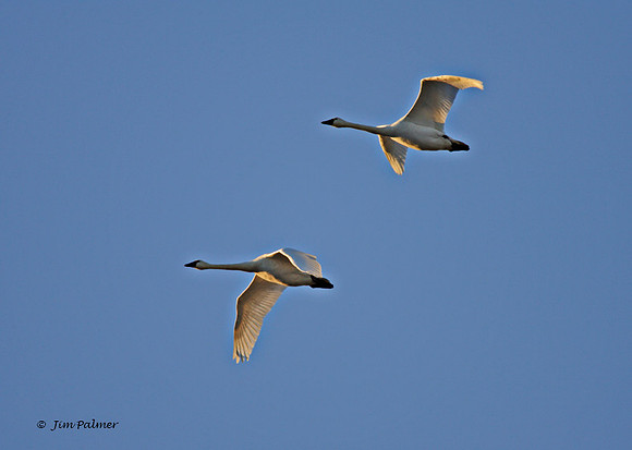 Trumpeter Swans