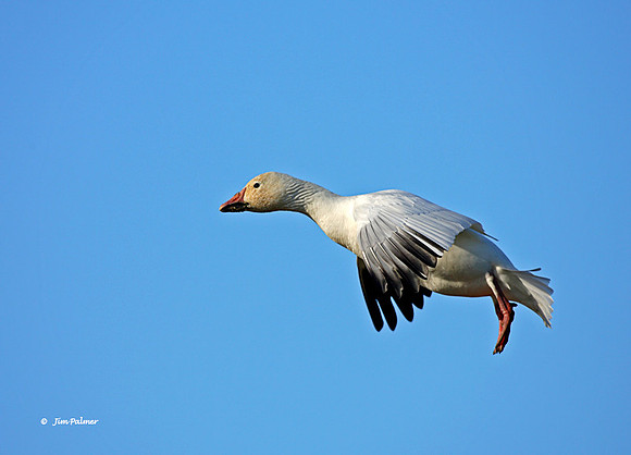 Snow Goose