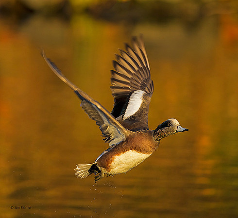 American Wigeon Male
