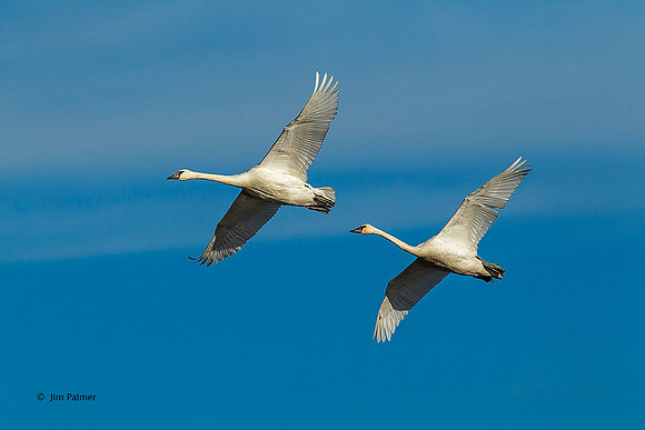Trumpeter Swans