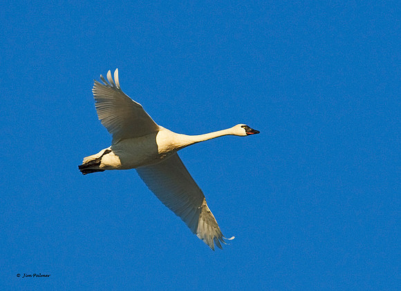Whistling Swan