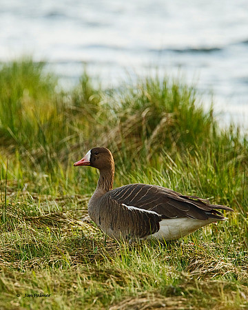 White Fronted Goose