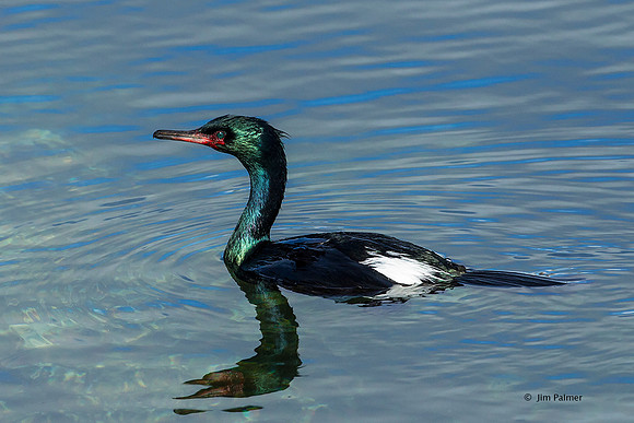 Double-crested Cormorant
