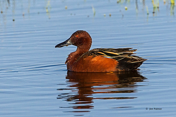 Cinnamon Teal  Drake
