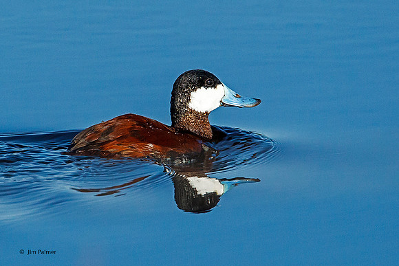 Ruddy Duck  Drake