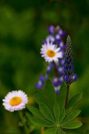 Aster and Lupin
