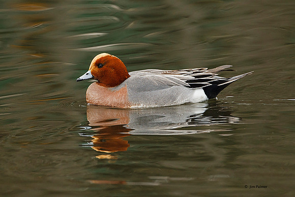 Eurasian Wigeon  Drake