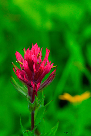 Indian Paint Brush #1