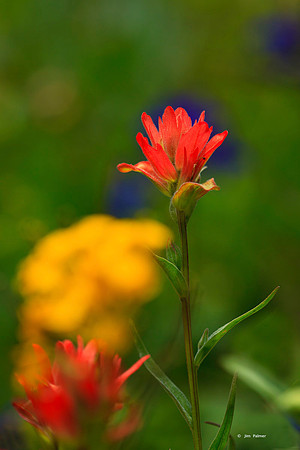 Indian Paint Brush #2