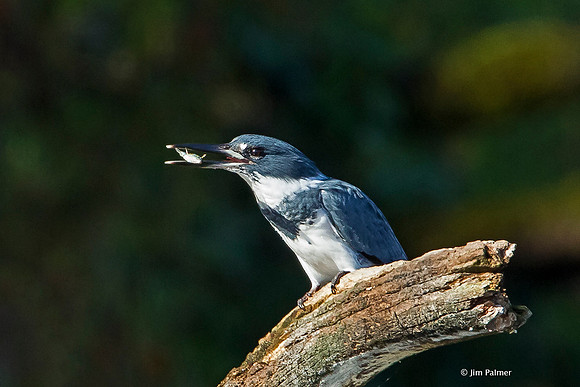Belted Kingfisher Male