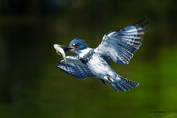 Belted Kingfisher Male