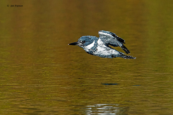 Belted Kingfisher Male