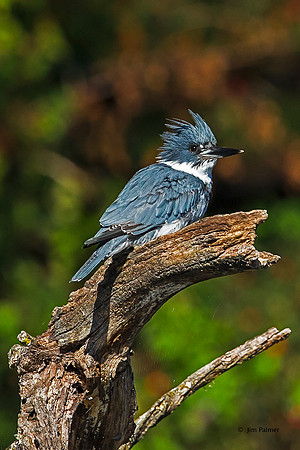 Belted Kingfisher Male