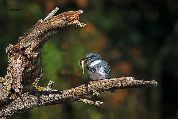 Belted Kingfisher Male