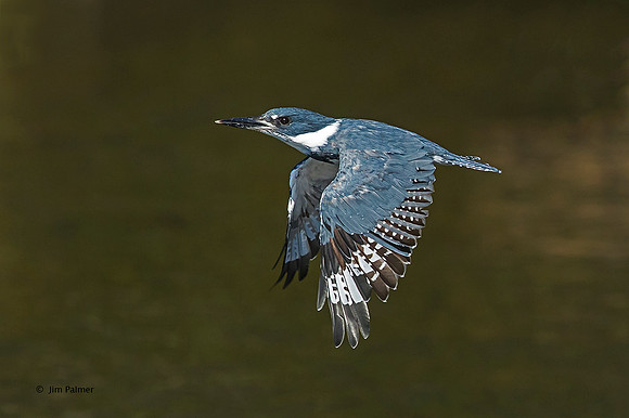 Belted Kingfisher Male