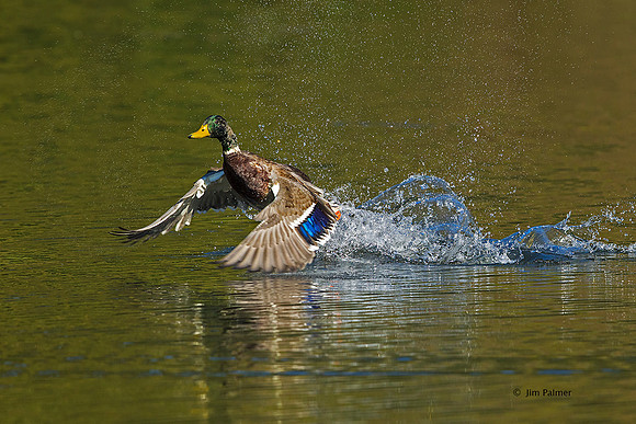 Mallard Drake