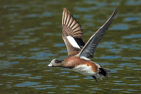 American Wigeon Drake