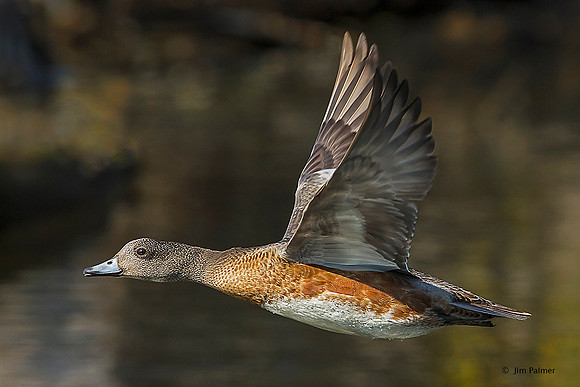 American Wigeon Female