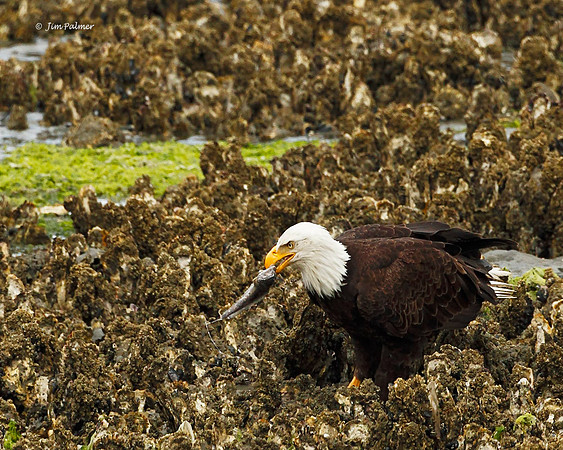 Bald Eagle  &      Mid-shipman Fish
