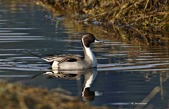 Northern Pintail Drake