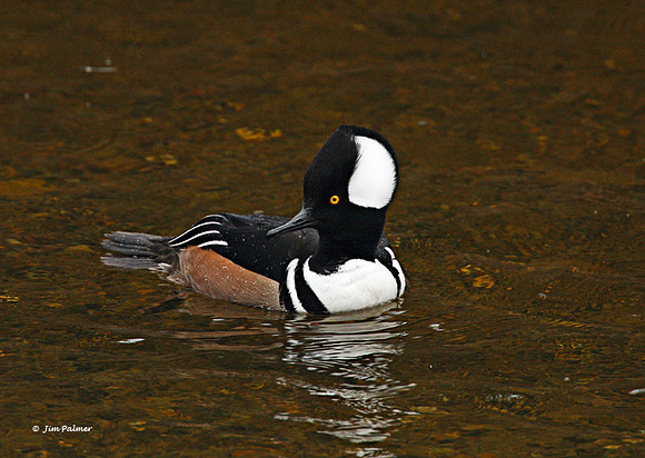 Hooded Merganser Male