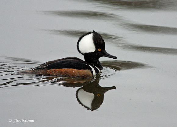 Hooded Merganser Male