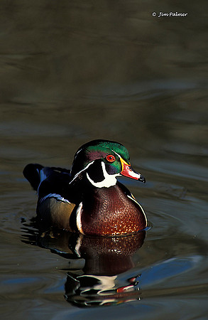 Wood Duck Drake