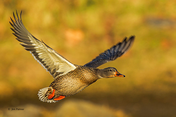 Mallard Female