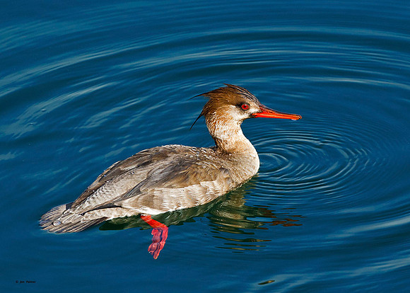Red-breasted Merganser Female