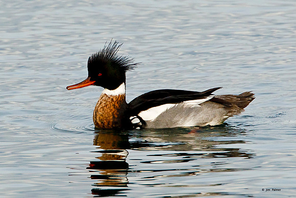 Red-breasted Merganser Male