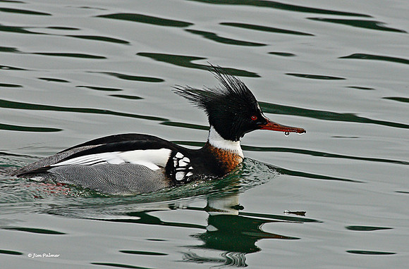 Red-breasted Merganser Male