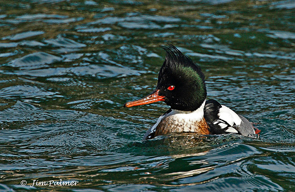 Red-breasted Merganser Male