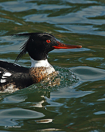 Red-breasted Merganser Male