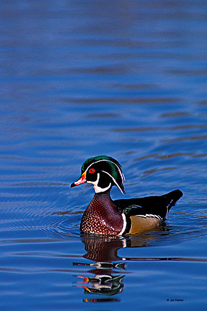 Wood Duck Drake