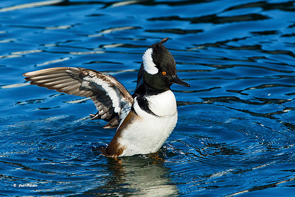 Hooded Merganser Male