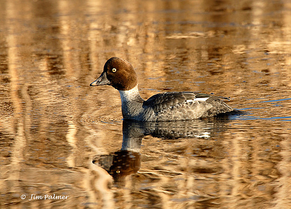 Common Goldeneye Female