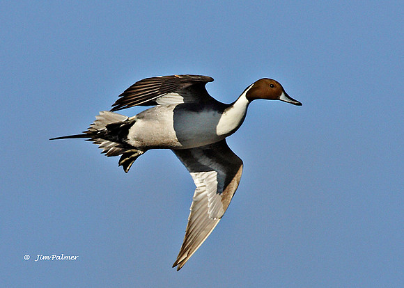 Northern Pintail Drake