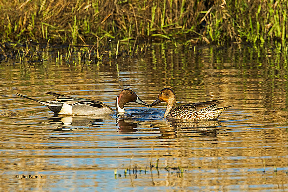 Northern Pintail     Drake and Female