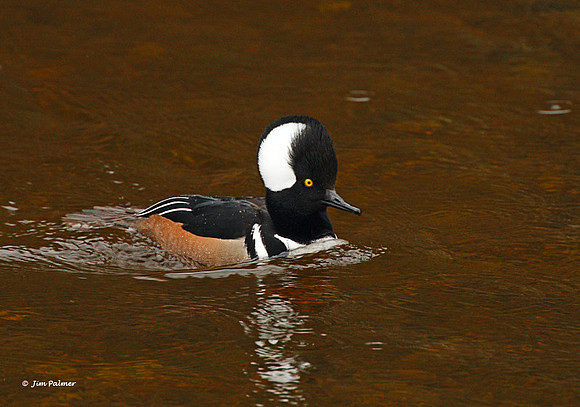 Hooded Merganser Male