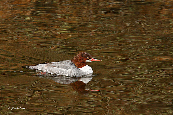 Common Merganser Female