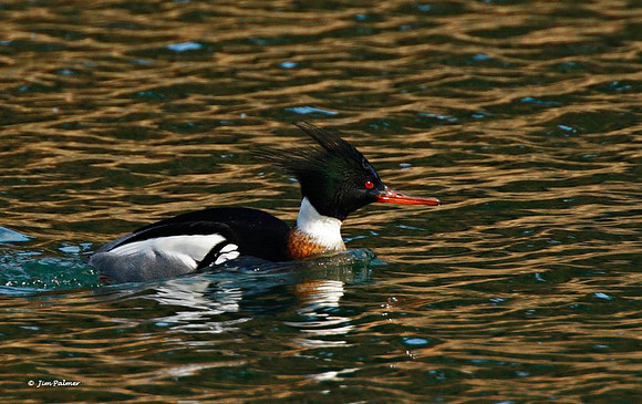 Red-breasted Merganser Male