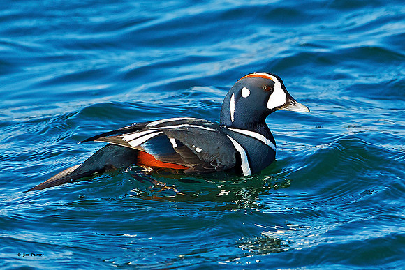 Harlequin Duck    Male