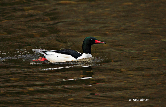 Common Merganser Male