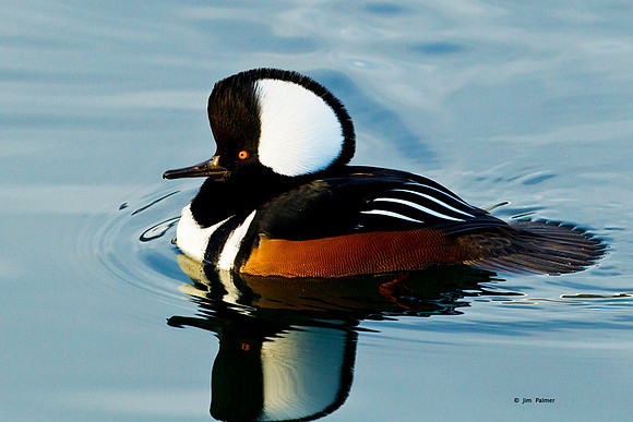 Hooded Merganser Male