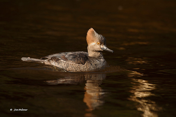 Hooded Merganser Female